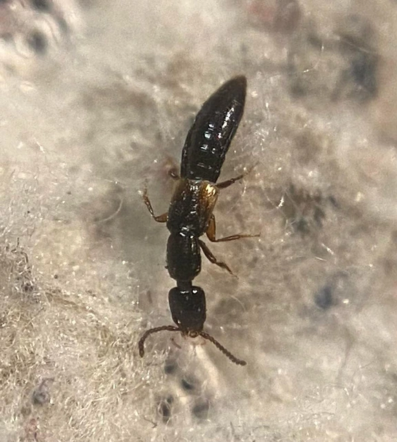 Leptacinus intermedius - barázdáshomlokú rovátkoltholyva Leptacinus intermedius - barázdáshomlokú rovátkoltholyva