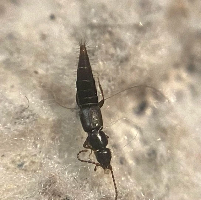 Pseudomedon obsoletus - egyszínű rétiholyva