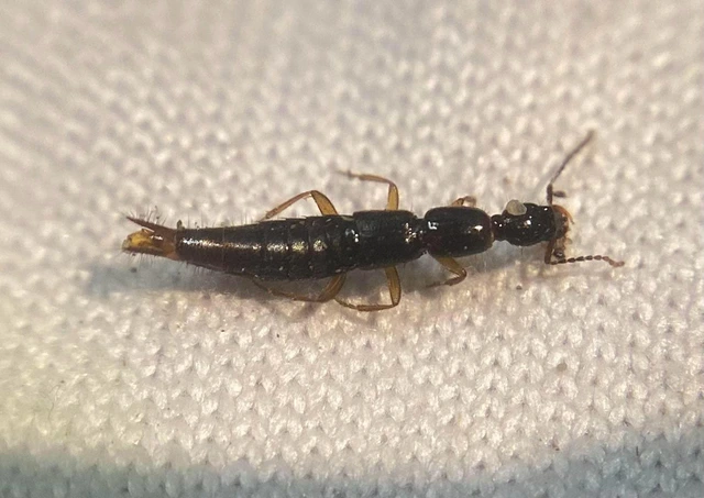 Ochthephilum fracticorne - közönséges posványholyva