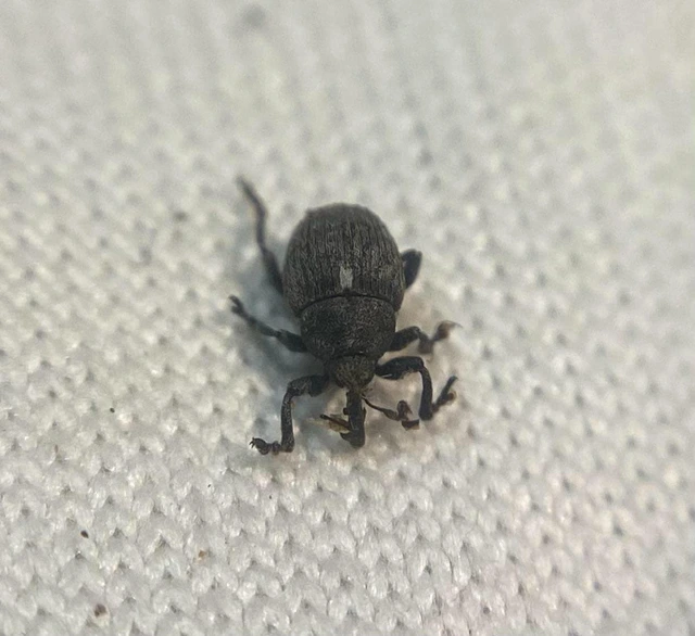 Glocianus punctiger - ékeltfarú gömbdedormányos