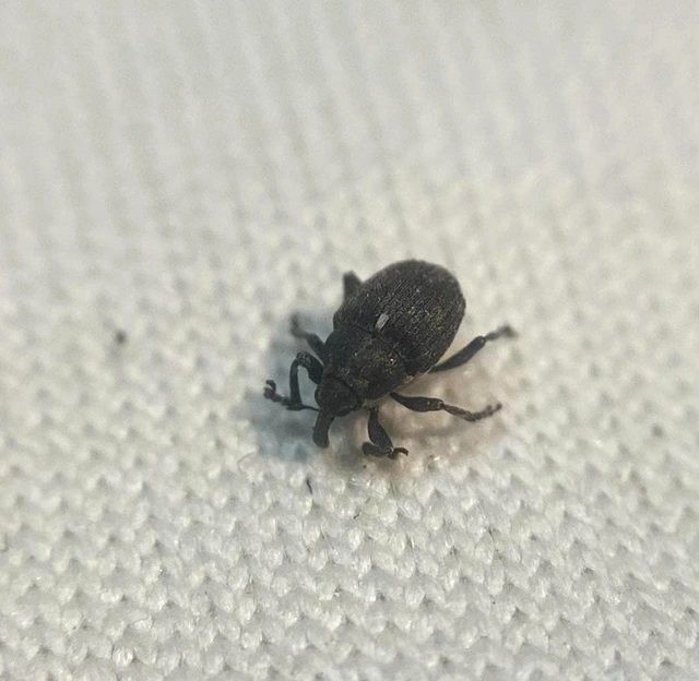 Glocianus punctiger - ékeltfarú gömbdedormányos