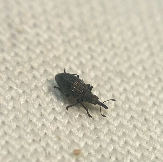 Catapion seniculus - lóhereszár-cickányormányos Catapion seniculus - lóhereszár-cickányormányos