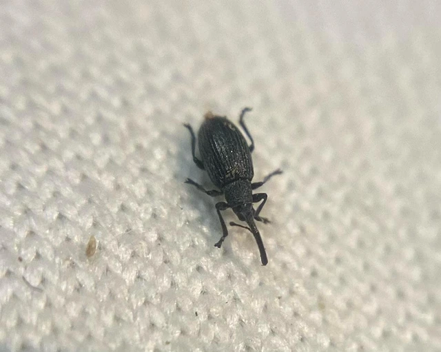 Catapion seniculus - lóhereszár-cickányormányos Catapion seniculus - lóhereszár-cickányormányos