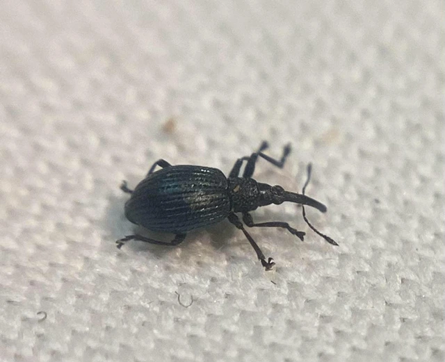 Cyanapion columbinum - lednek-cickányormányos