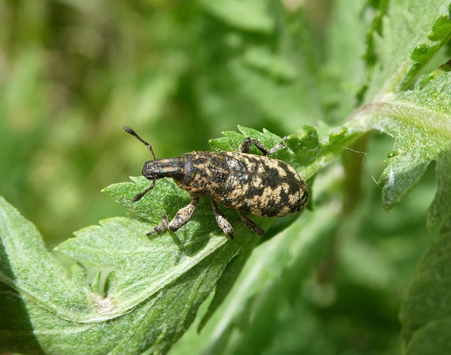 Cyphocleonus dealbatus - márványos barkó