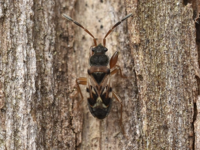 Scolopostethus Scolopostethus