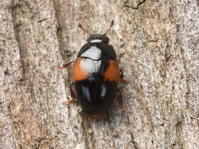 Tritoma bipustulata - feketenyakú tarbogár
