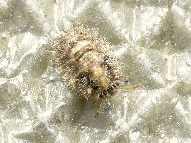Dolycoris baccarum - közönséges bogyómászó-poloska Dolycoris baccarum - közönséges bogyómászó-poloska