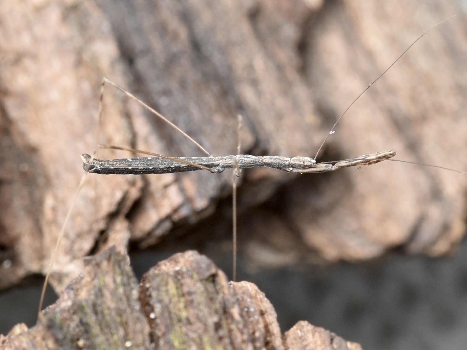 Metapterus caspicus