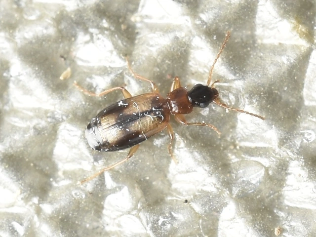 Philorhizus notatus - sárgavállú kéregfutó