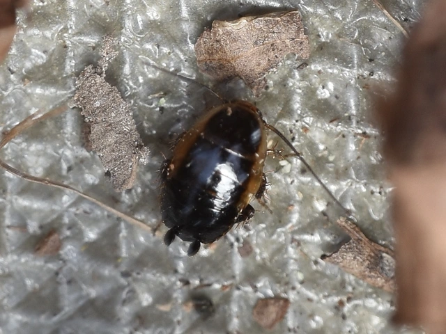 Blattodea - Csótányok
