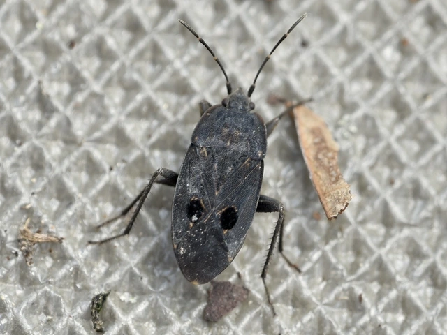 Graptopeltus validus
