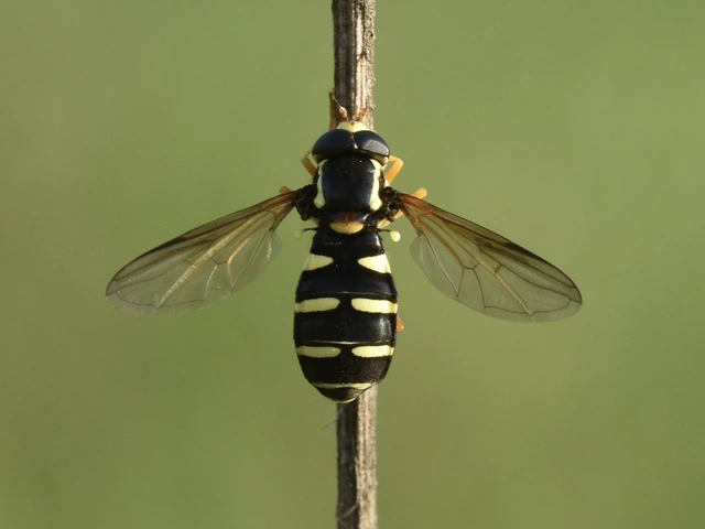 Xanthogramma citrofasciatum - korai oldalsávoslégy