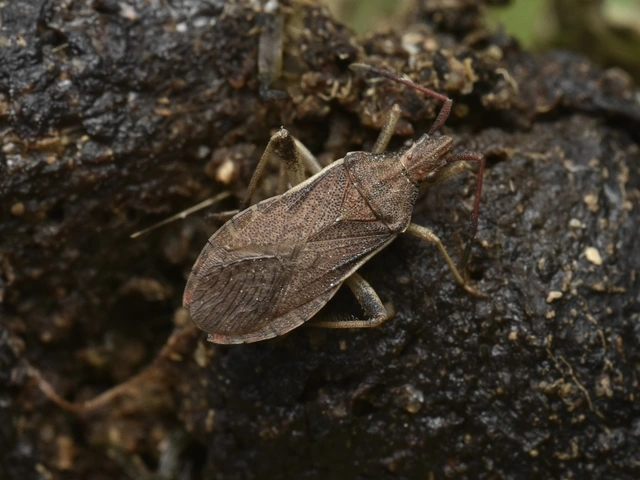 Ceraleptus lividus