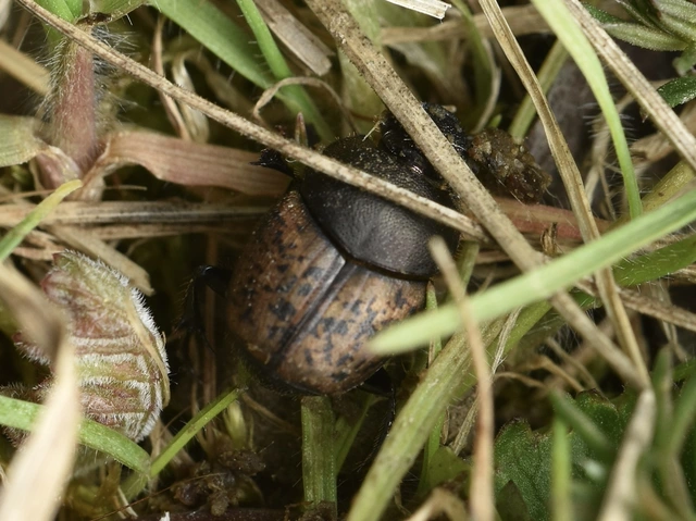 Onthophagus fracticornis - bronzos trágyatúró