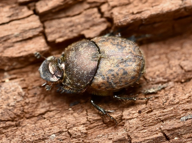 Onthophagus coenobita - rezes trágyatúró