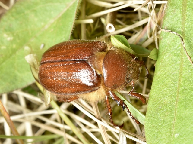 Holochelus aequinoctialis - tavaszeleji cserebogár