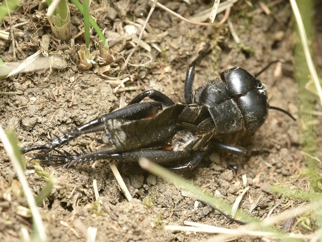 Gryllus campestris - mezei tücsök
