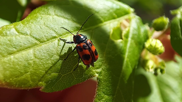 Cryptocephalus sexpunctatus - hatfoltos zömökbogár Cryptocephalus sexpunctatus - hatfoltos zömökbogár