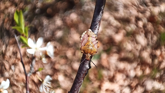 Carpocoris