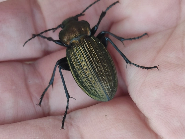 Carabus ulrichii - rezes futrinka Carabus ulrichii - rezes futrinka