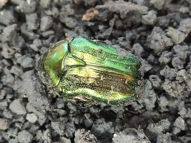 Cetonia aurata - aranyos virágbogár