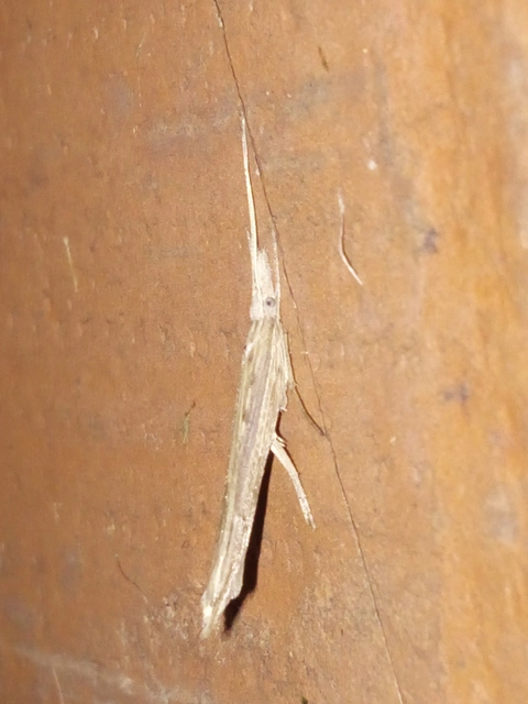 Ypsolopha mucronella - kecskerágómoly