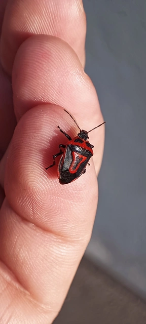 Perillus bioculatus