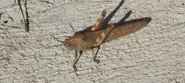 Anacridium aegyptium - egyiptomi sáska