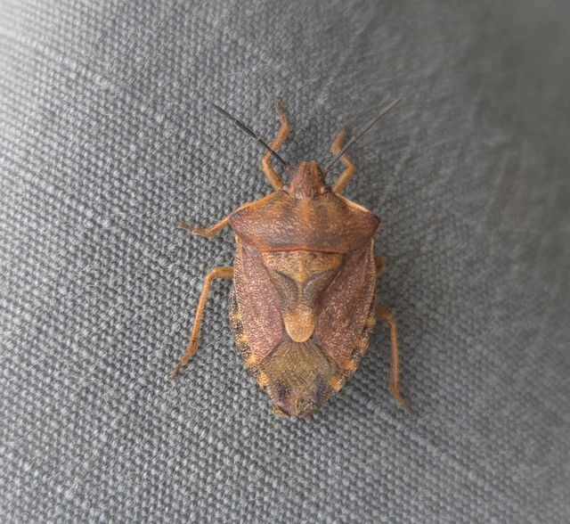 Carpocoris