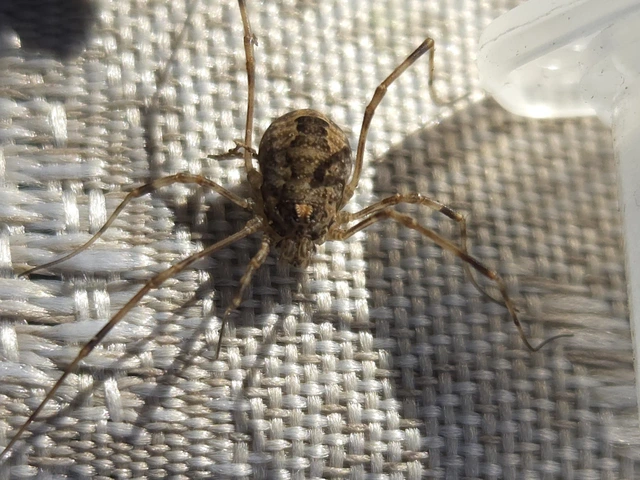 Opiliones - Kaszáspókok