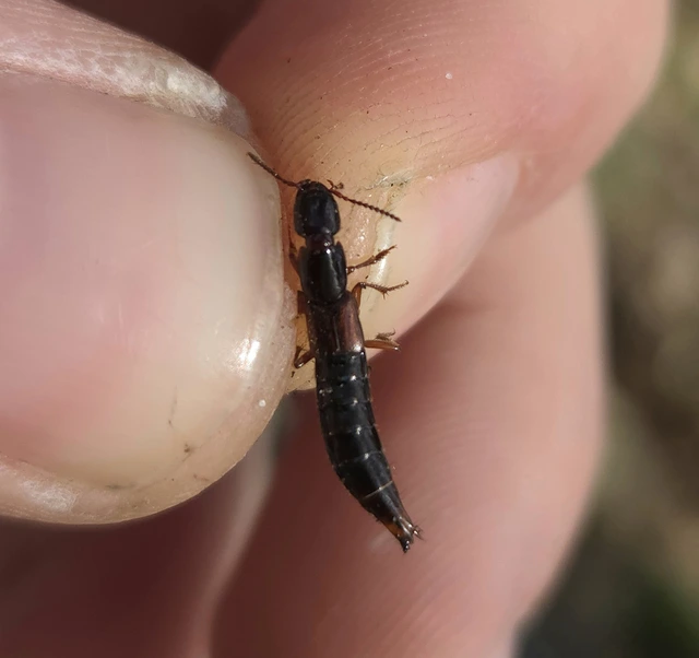 Othius punctulatus - nagy avarholyva