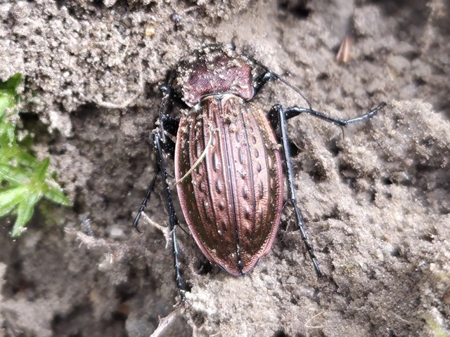 Carabus cancellatus - ragyás futrinka