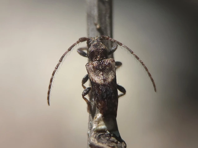 Pogonocherus hispidus - kéttövises ecsetcincér
