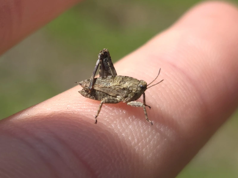 Tetrix bipunctata - kétpettyes tövishátúsáska