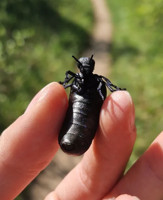 Meloe cicatricosus - óriásnünüke