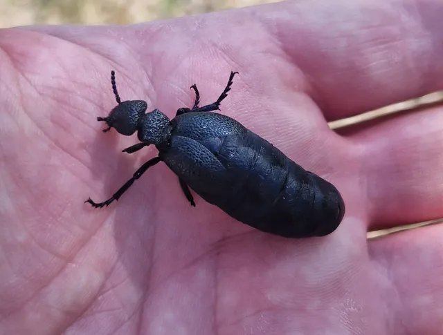 Meloe cicatricosus - óriásnünüke