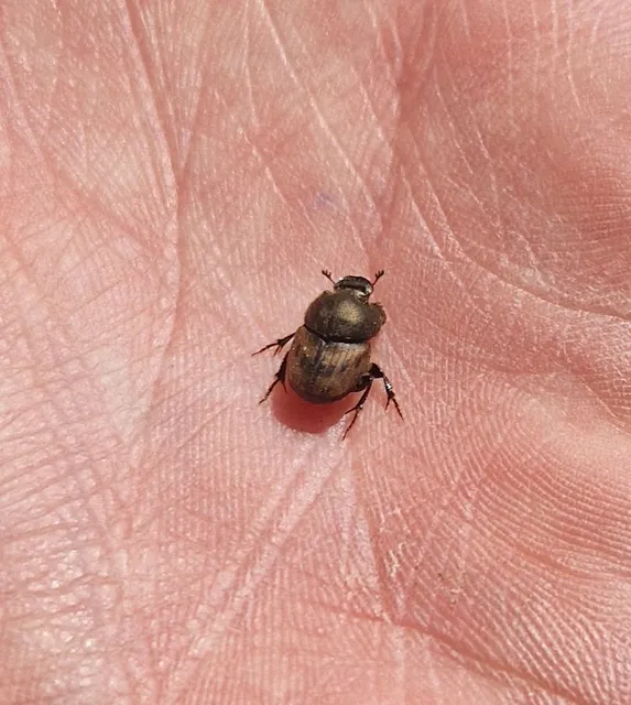 Onthophagus lemur - szalagos trágyatúró
