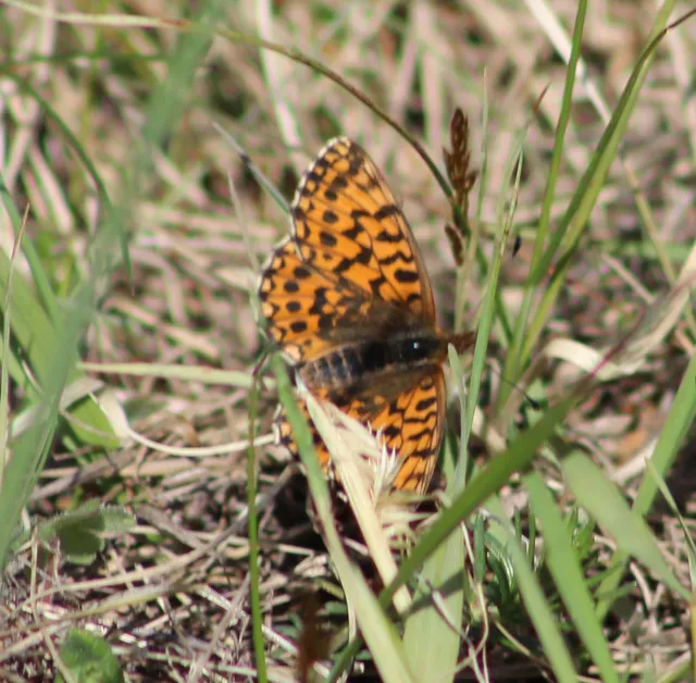 Boloria dia - kis gyöngyházlepke