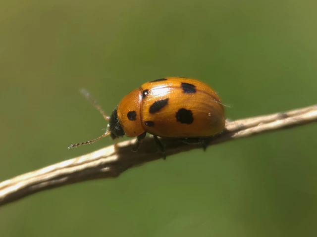 Gonioctena fornicata - közönséges lucernabogár