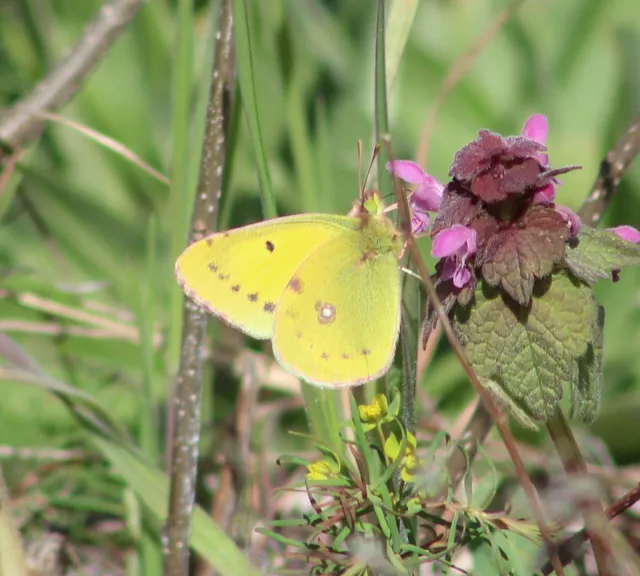 Colias erate - csángó-kéneslepke
