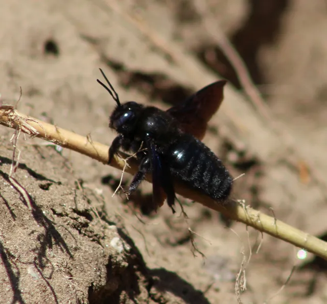 Xylocopa