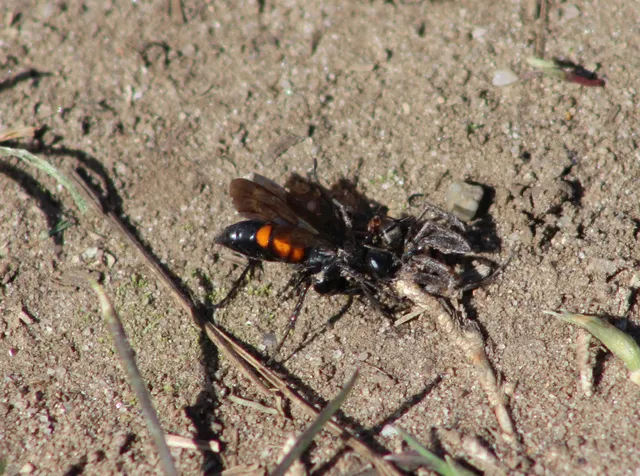 Anoplius viaticus - közönséges útonállódarázs Anoplius viaticus - közönséges útonállódarázs