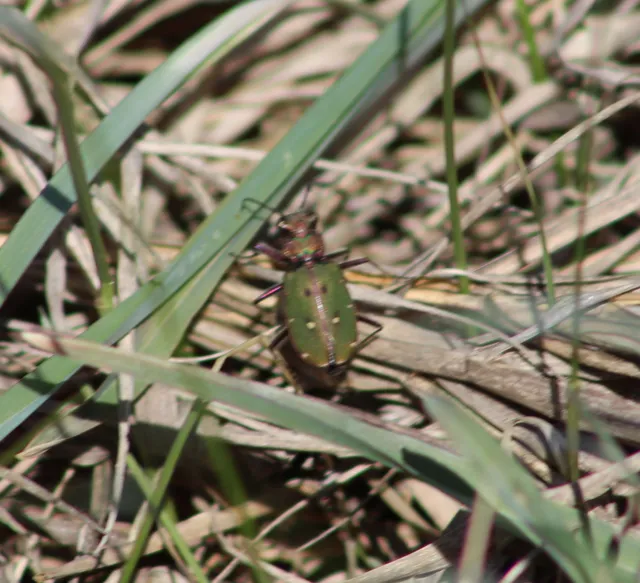 Cicindela campestris - mezei homokfutrinka