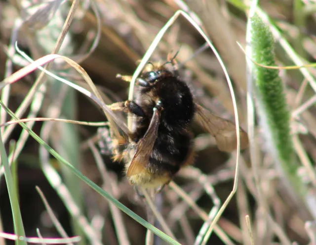 Bombus humilis - változékony poszméh