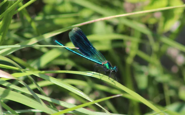 Calopteryx splendens - sávos szitakötő