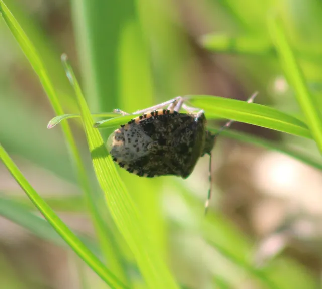 Rhaphigaster nebulosa - bencepoloska