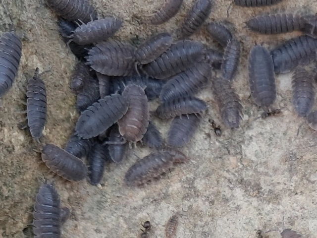 Isopoda - Ászkarákok