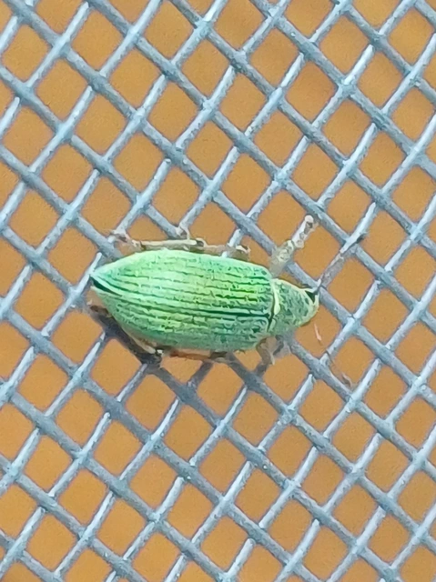 Polydrusus formosus - selymes lombormányos