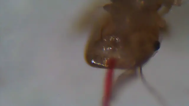 Psocoptera - Fürgetetvek